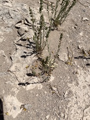 Oligomeris linifolia