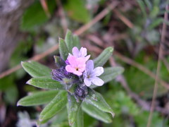 Buglossoides incrassata permixta