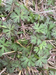 Geranium carolinianum carolinianum