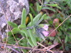 Buglossoides incrassata permixta
