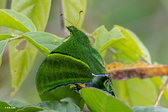 Teinopalpus imperialis