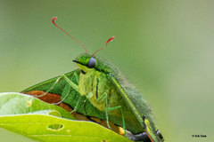 Teinopalpus imperialis