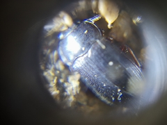 Alphitobius diaperinus