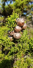 Cupressus goveniana