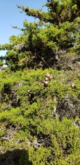 Cupressus goveniana
