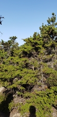 Cupressus goveniana