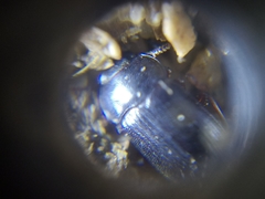 Alphitobius diaperinus