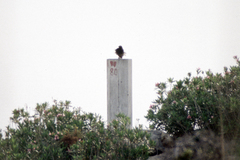 Francolinus francolinus