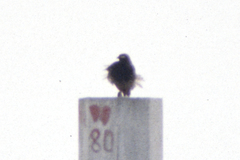 Francolinus francolinus