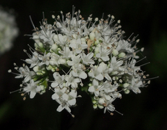 Valeriana uliginosa