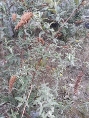 Buddleja davidii