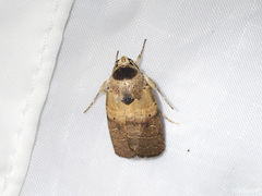 Athetis thoracica
