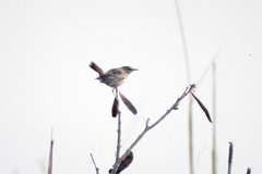 Cercotrichas galactotes