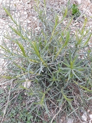 Senecio inaequidens