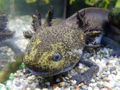 Axolotl photo 5