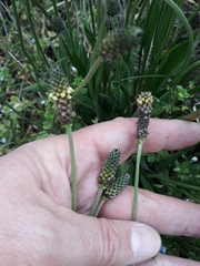 Plantago lanceolata