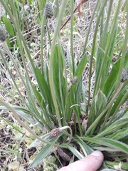 Plantago lanceolata