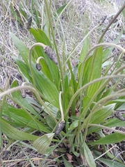 Plantago lanceolata