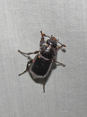 Nicrophorus pustulatus