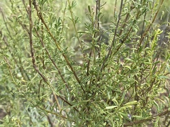 Jamesbrittenia macrantha