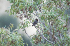 Curruca ruppeli