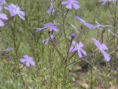 Jamesbrittenia macrantha