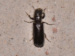 Melalgus plicatus