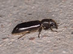 Melalgus plicatus