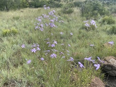 Jamesbrittenia macrantha