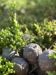 Cupressus goveniana