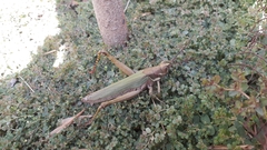 Coryacris angustipennis