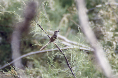 Prinia lepida