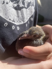 Columba livia domestica