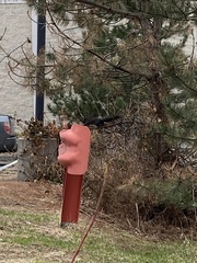 Sciurus carolinensis