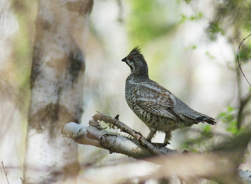 Hazel Grouse