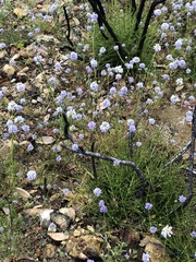 Gilia capitata