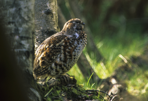 Hazel Grouse