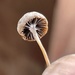 Psathyrella potteri - Photo (c) ym_wang_pnw, some rights reserved (CC BY-NC)