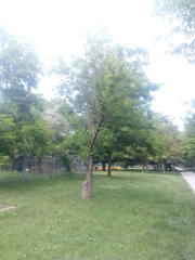 Sophora