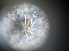 Nylanderia bourbonica