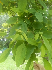 Sophora