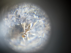 Nylanderia bourbonica
