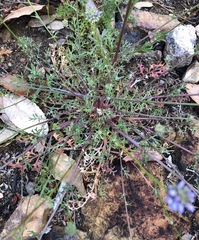 Gilia capitata