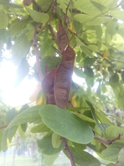 Sophora