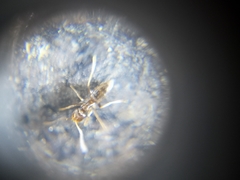 Nylanderia bourbonica