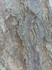 Sophora