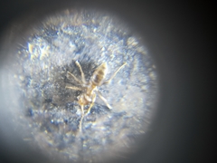 Nylanderia bourbonica
