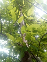 Sophora