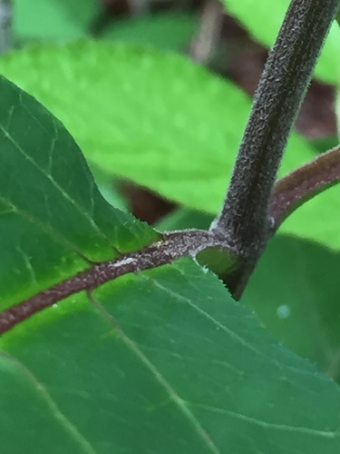 redring milkweed