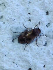 Anaspis maculata